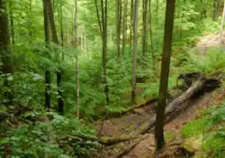 Naturwald Knetzberge-Böhlgrund