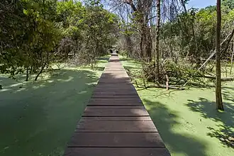 Zweite Hälfte des Erschließungsweges (dichte Vegetation)