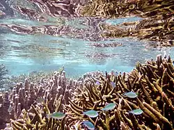 Meeresleben bei Jaco