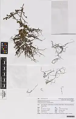 Eine knapp 20 Zentimeter lange plattgedrückte, getrocknete Braunalge mit vielen Verästelungen und kleinen runden Auswüchsen, daneben weitere Algenfäden, Farb- und Größenskala sowie das Logo des Auckland-Museums