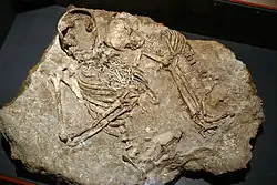 Die Dame von Monteloup ist eine Frau mit Kind, die mit Halsketten mit mehr als 200 Zähnen und 100 Gagatperlen geschmückt ist