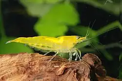 Neocaridina davidi var. yellow