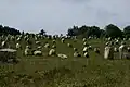 Menhirs de Carnac in der Bretagne.