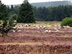 Weidende Heidschnucken