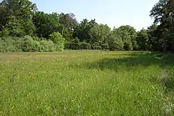 Feuchtwiese und Breitblättriges Knabenkraut (2021)