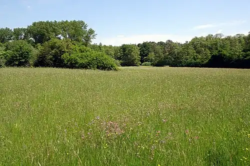 Feuchte Wiese nördlich der Kreisstraße mit Kuckucks-Lichtnelke (2021)