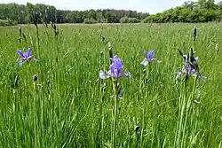 Pfeifengraswiese mit Sibirischer Schwertlilie (2021)