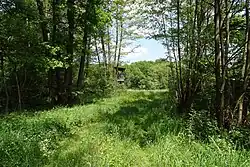 Weg zu einer Waldwiese im Norden (2021)