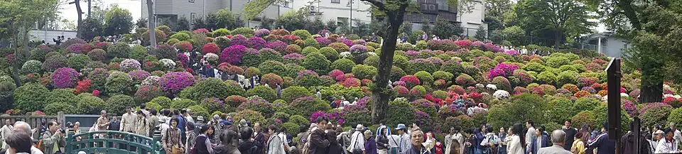 Panorama vom Beginn der Azaleenblüte im April