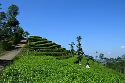 Teeplantage nahe Borobudur