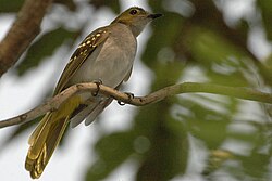 Auf eine Ast sitzt ein grün-bräunlicher Singvogel, den man von schräg unten aus sieht. Der Vogel schaut nach rechts, der Hintergrund ist verschwommen, man sieht aber wohl das Blätterdach und Fetzen eines blaugrauen Himmels