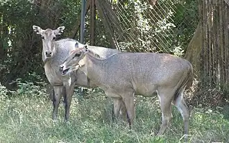 Nilgauantilopen, Weibchen