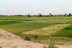 Intensive Landwirtschaft im Niltal an der westlichen Grenze zur Wüste im Raum Luxor