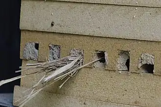 Nistverschluß von Isodontia mexicana