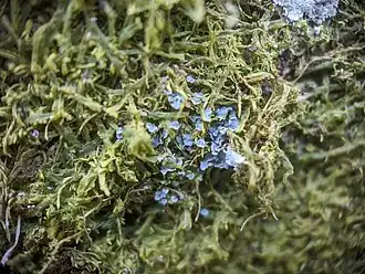 2024 Normandina pulchella