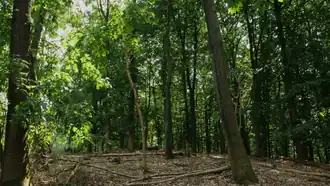 Blick in den Wald vom Norrenberg aus.