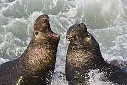 Rivalenkämpfe der Bullen des Nördlichen See-Elefanten