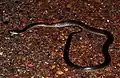 Cryptophis pallidiceps