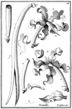Tafel 28: „Vanilla“