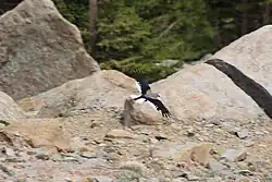 Foto eines dicht über dem Boden fliegenden Kiefernhähers