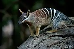 Numbat (Myrmecobius fasciatus)