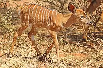 Nyala
