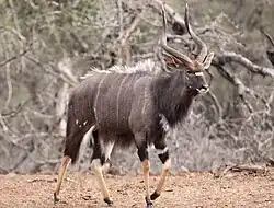 Nyala, Männchen