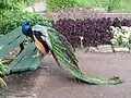 Pfau im Botanischen Garten