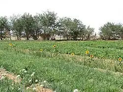 Gemüseanbau in der Oase Dal, Mongolei