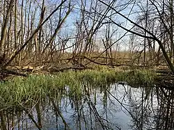 Obere Paußnitz als Zufluss zur Lehmlache Lauer