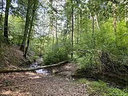 Totholz im Sengbach – wichtige Funktion im Naturhaushalt