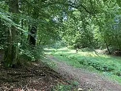 Sengbach durchfließt Buchenwald-Lichtung