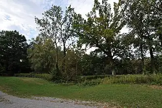 Verwilderter Parkbestand