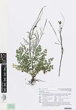 Oenanthe pimpinelloides (die kleinen, weißen Knollen, Wurzel werden verwendet)