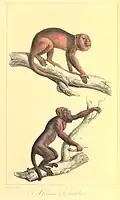 Brauner Brüllaffe und Roter Brüllaffe in Œuvres complètes de Buffon avec les descriptions anatomiques de Daubenton