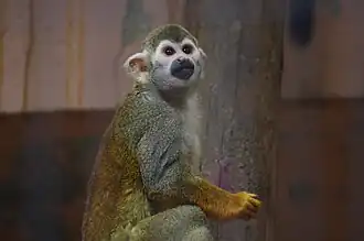 Gewöhnlicher Totenkopfaffe (Saimiri sciureus)