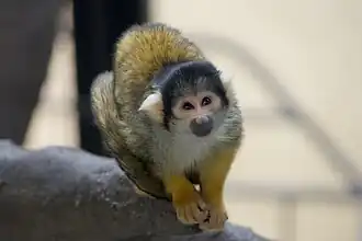 Bolivianischer Totenkopfaffe (Saimiri boliviensis)