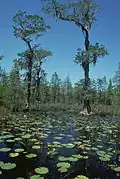 Okefenokee National Wildlife Refuge