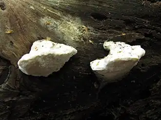 Bitterer Saftporling Amaropostia stiptica