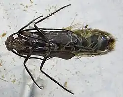 Abb. 5a: Unterseite Puppe