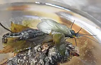 Abb. 4g: Schlupfstadium