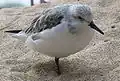 Ein auf einem Fuß stehender Sanderling