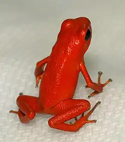 Erdbeer-fröschchen