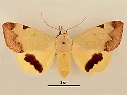 Oberseite eines Weibchens