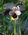 Ophrys tenthredinifera Italien – Sizilien Zingaro