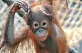 Orang-Utan-Nachwuchs