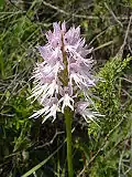 Orchis italica Blütenstand – Portugal