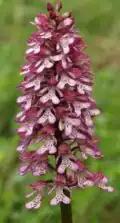 Orchis ×hybrida