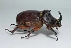 Nashornkäfer (Oryctes nasicornis) 🌐 Panzer überwiegend aus Chitin und Sklerotin