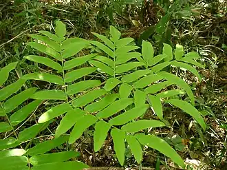 Osmunda japonica